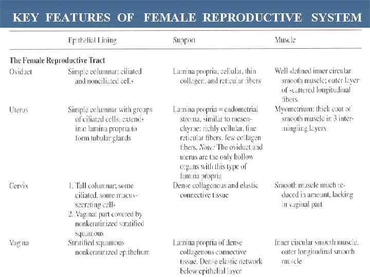 KEY FEATURES OF FEMALE REPRODUCTIVE SYSTEM 