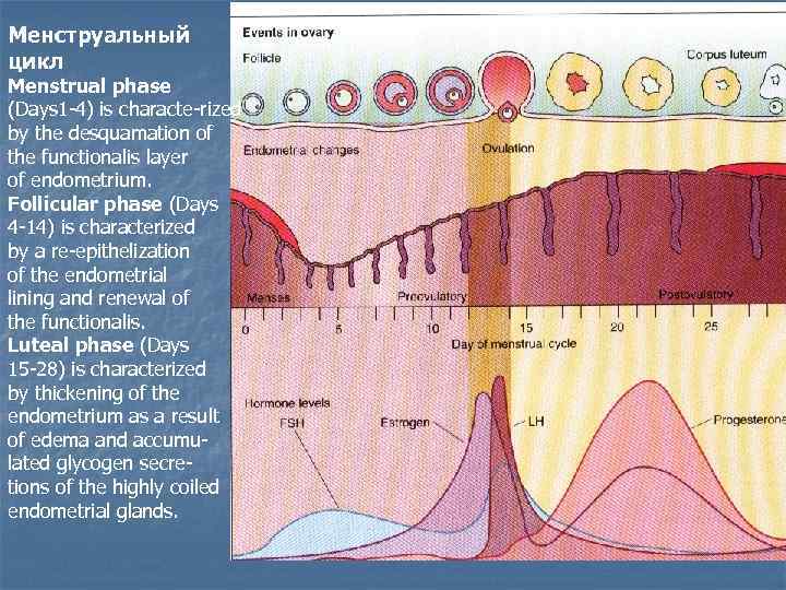 Менструальный цикл Menstrual phase (Days 1 -4) is characte-rized by the desquamation of the