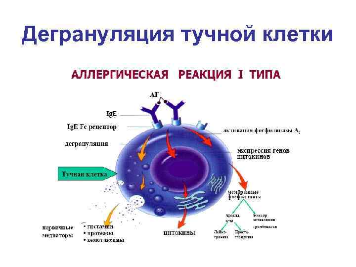 Дегрануляция тучной клетки 