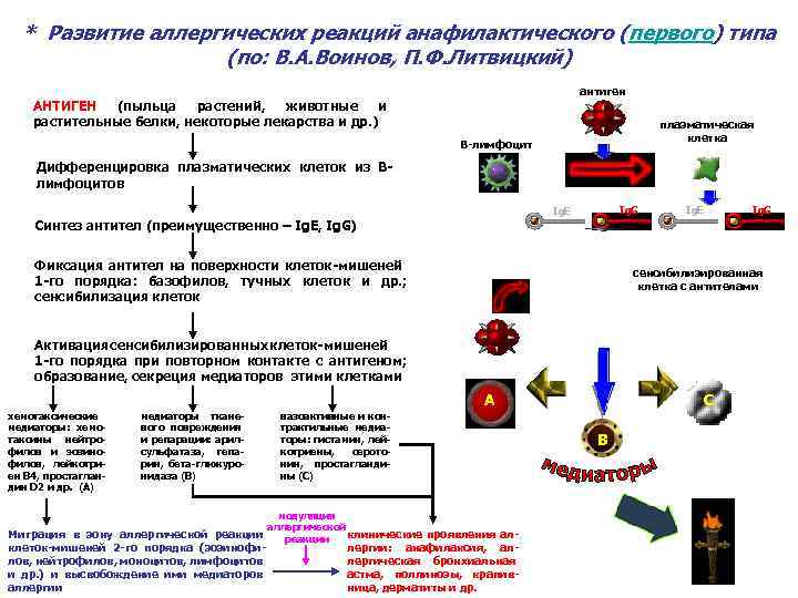 * Развитие аллергических реакций анафилактического (первого) типа (по: В. А. Воинов, П. Ф. Литвицкий)