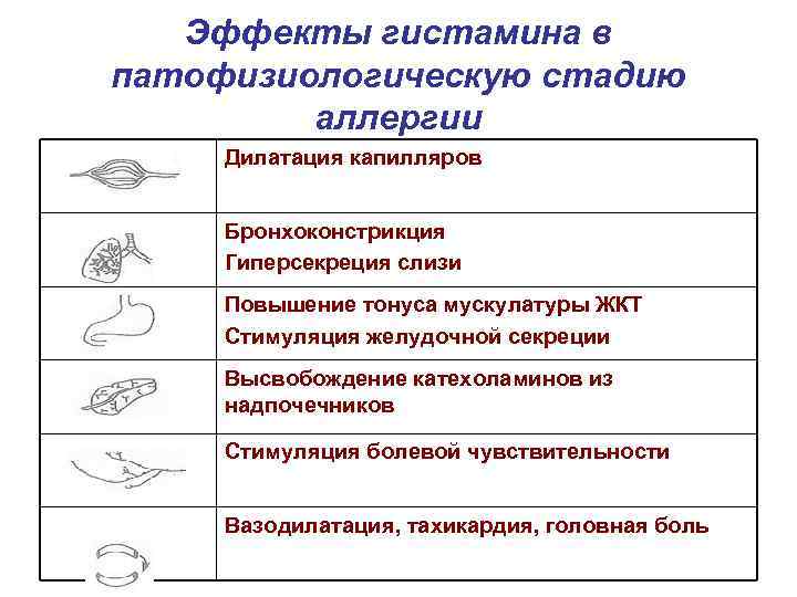 Эффекты гистамина в патофизиологическую стадию аллергии Дилатация капилляров Бронхоконстрикция Гиперсекреция слизи Повышение тонуса мускулатуры