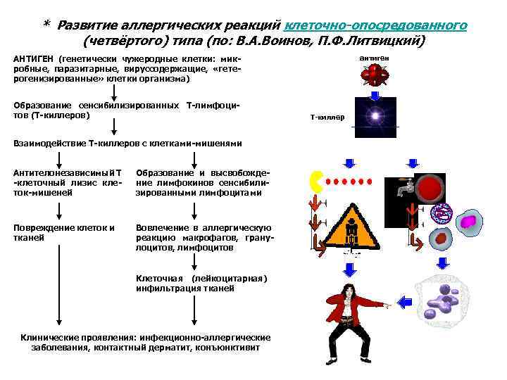 * Развитие аллергических реакций клеточно-опосредованного (четвёртого) типа (по: В. А. Воинов, П. Ф. Литвицкий)