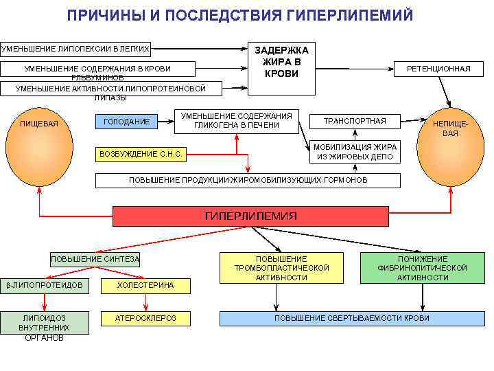 ПРИЧИНЫ И ПОСЛЕДСТВИЯ ГИПЕРЛИПЕМИЙ УМЕНЬШЕНИЕ ЛИПОПЕКСИИ В ЛЕГКИХ УМЕНЬШЕНИЕ СОДЕРЖАНИЯ В КРОВИ FЛЬБУМИНОВ УМЕНЬШЕНИЕ