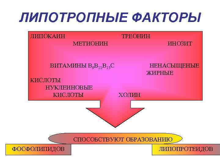 ЛИПОТРОПНЫЕ ФАКТОРЫ ЛИПОКАИН ТРЕОНИН МЕТИОНИН ИНОЗИТ ВИТАМИНЫ В 9 В 12 В 15 С