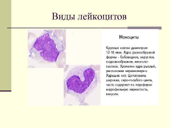 Виды лейкоцитов 