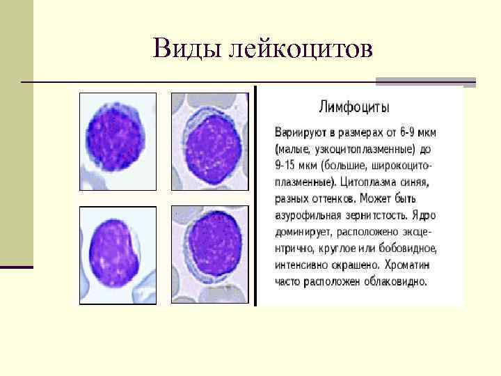 Форма лейкоциты постоянно