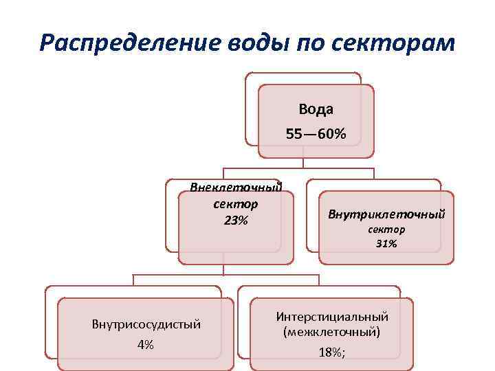 Распределение воды по секторам Вода 55— 60% Внеклеточный сектор 23% Внутрисосудистый 4% Внутриклеточный сектор