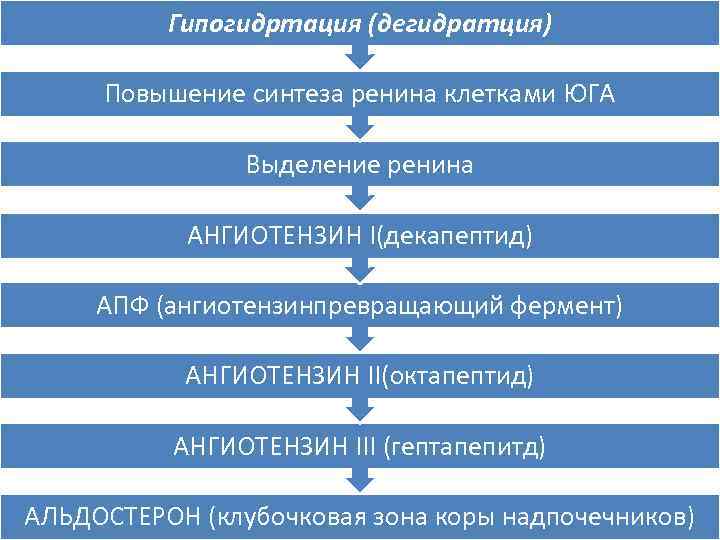 Гипогидртация (дегидратция) Повышение синтеза ренина клетками ЮГА Выделение ренина АНГИОТЕНЗИН I(декапептид) АПФ (ангиотензинпревращающий фермент)