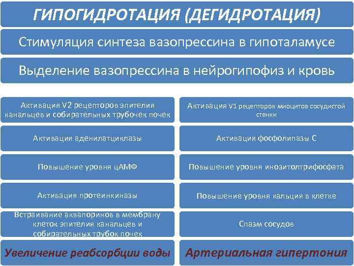 ГИПОГИДРОТАЦИЯ (ДЕГИДРОТАЦИЯ) Стимуляция синтеза вазопрессина в гипоталамусе Выделение вазопрессина в нейрогипофиз и кровь Активация