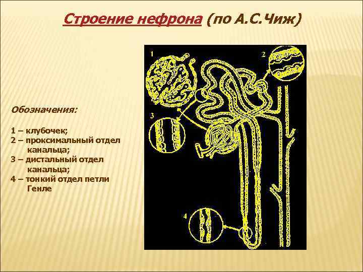 Строение нефрона (по А. С. Чиж) Обозначения: 1 – клубочек; 2 – проксимальный отдел