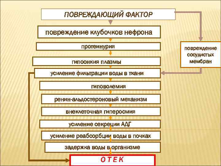 ПОВРЕЖДАЮЩИЙ ФАКТОР повреждение клубочков нефрона протеинурия гипоонкия плазмы усиление фильтрации воды в ткани гиповолемия