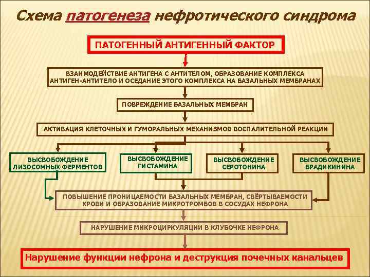 Схема патогенеза нефротического синдрома ПАТОГЕННЫЙ АНТИГЕННЫЙ ФАКТОР ВЗАИМОДЕЙСТВИЕ АНТИГЕНА С АНТИТЕЛОМ, ОБРАЗОВАНИЕ КОМПЛЕКСА АНТИГЕН-АНТИТЕЛО