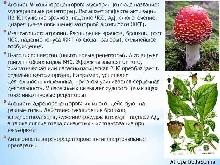 * Агонист М-холинорецепторов: мускарин (отсюда название: мускариновые рецепторы). Вызывает эффекты активации ПВНС: сужение зрачков,