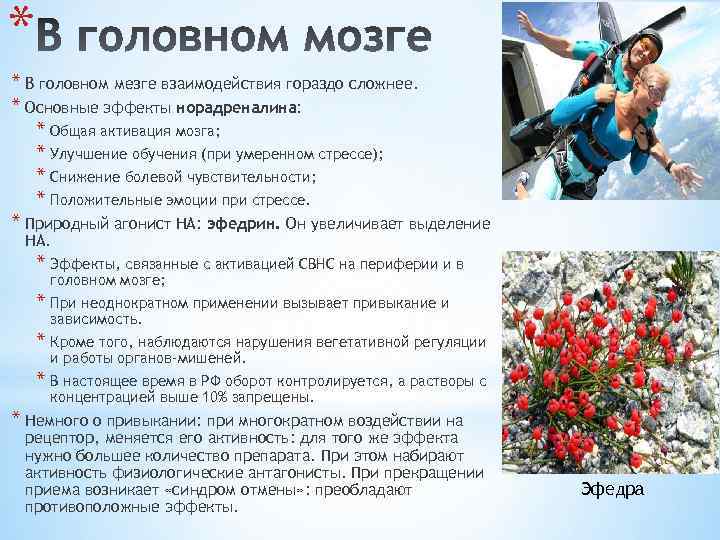 * * В головном мезге взаимодействия гораздо сложнее. * Основные эффекты норадреналина: * Общая