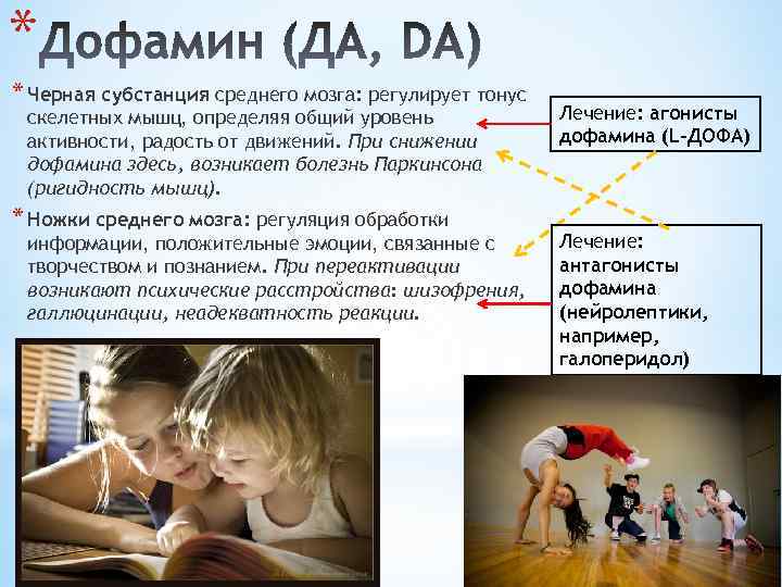 * * Черная субстанция среднего мозга: регулирует тонус скелетных мышц, определяя общий уровень активности,