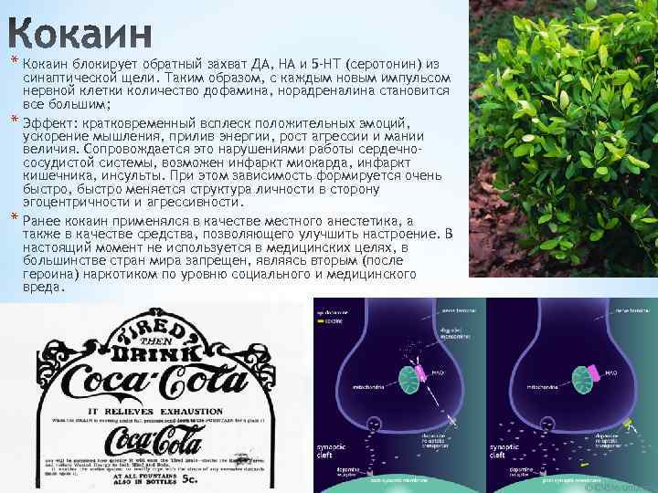* Кокаин блокирует обратный захват ДА, НА и 5 -НТ (серотонин) из * *