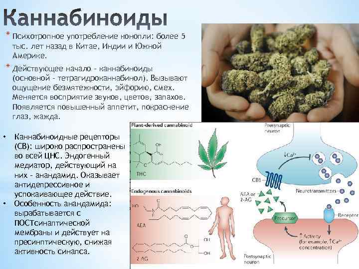 * Психотропное употребление конопли: более 5 тыс. лет назад в Китае, Индии и Южной