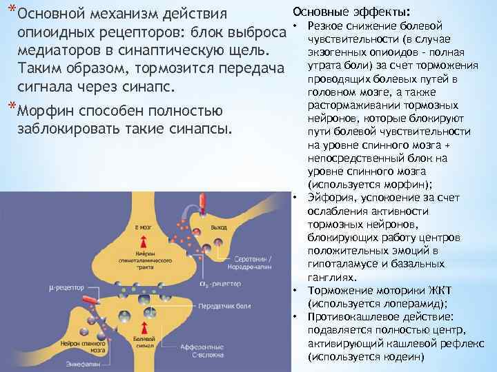 *Основной механизм действия опиоидных рецепторов: блок выброса медиаторов в синаптическую щель. Таким образом, тормозится