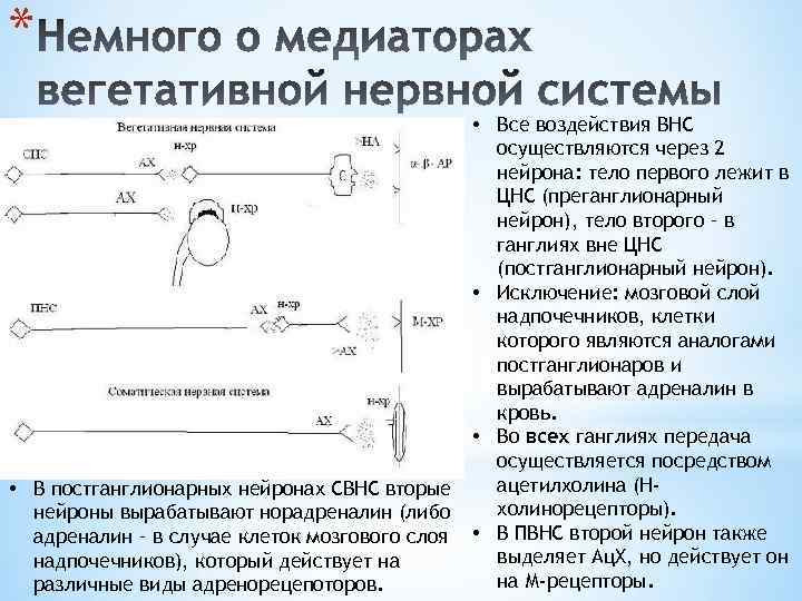 * • В постганглионарных нейронах СВНС вторые нейроны вырабатывают норадреналин (либо адреналин – в