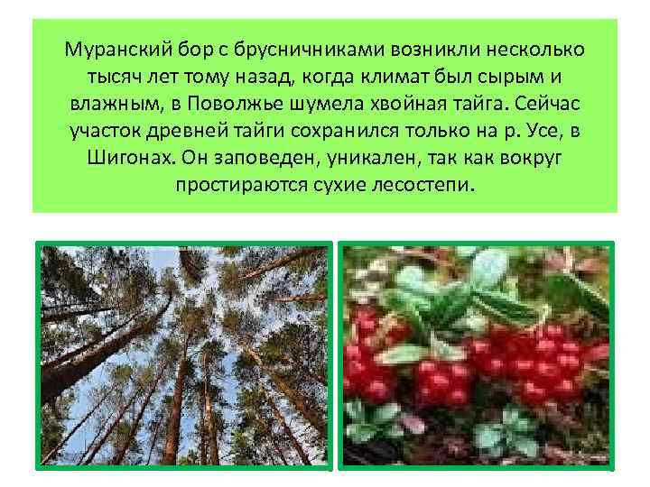 Муранский бор с брусничниками возникли несколько тысяч лет тому назад, когда климат был сырым