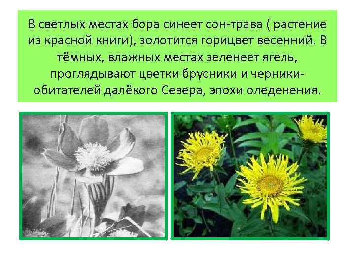 В светлых местах бора синеет сон-трава ( растение из красной книги), золотится горицвет весенний.