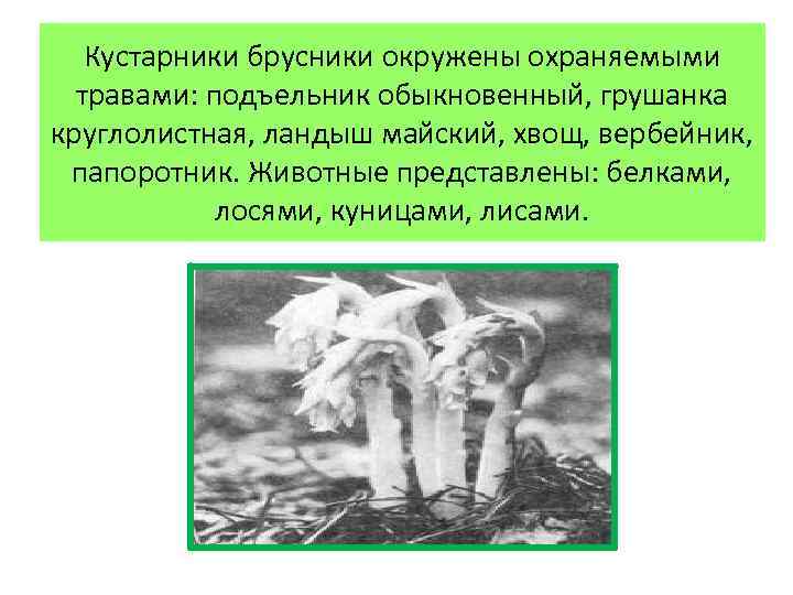 Кустарники брусники окружены охраняемыми травами: подъельник обыкновенный, грушанка круглолистная, ландыш майский, хвощ, вербейник, папоротник.