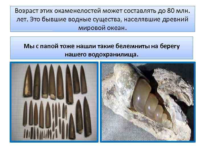 Возраст этих окаменелостей может составлять до 80 млн. лет. Это бывшие водные существа, населявшие