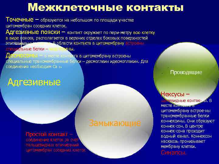 Межклеточные контакты Точечные – образуются на небольшом по площади участке цитомембран соседних клеток. Адгезивные