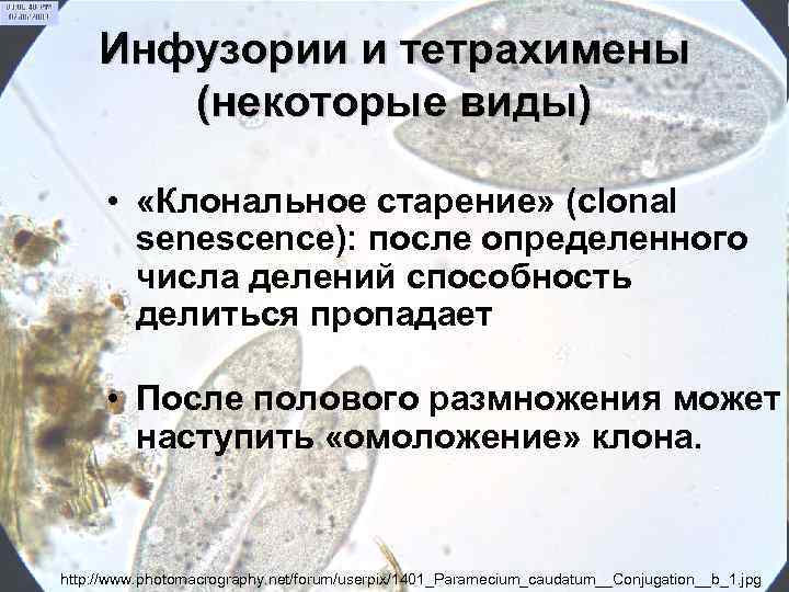 Инфузории и тетрахимены (некоторые виды) • «Клональное старение» (clonal senescence): после определенного числа делений