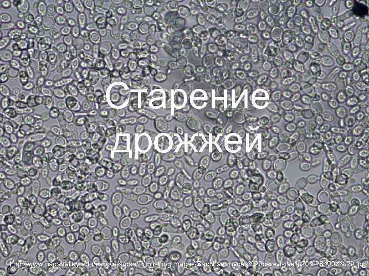 Старение дрожжей http: //www. napavalley. edu/people/srose/Publishing. Images/Saccharomyces%20 cerevisiae%20%28400 X%29. jpg 