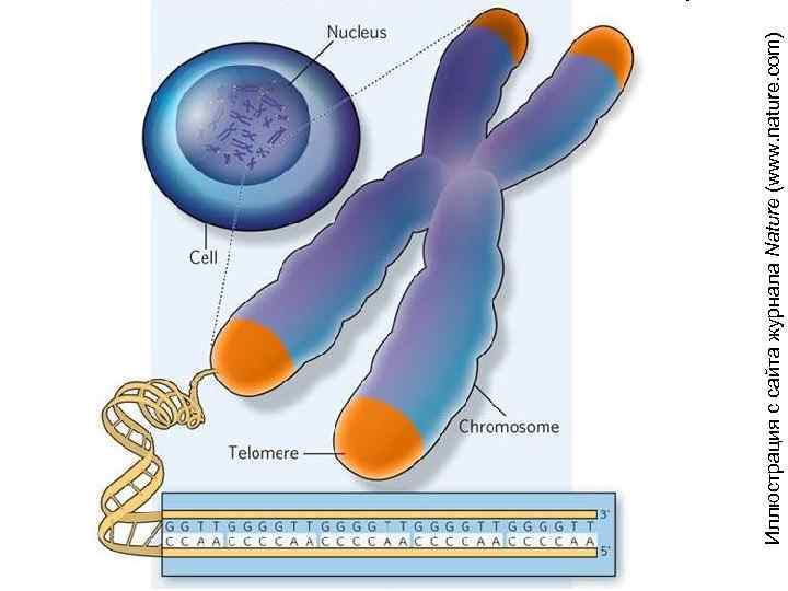 Иллюстрация с сайта журнала Nature (www. nature. com) 