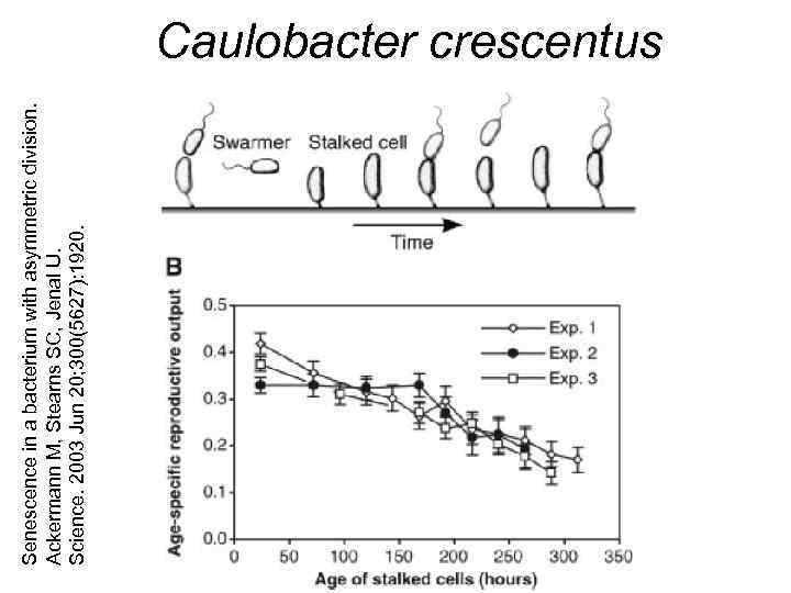Senescence in a bacterium with asymmetric division. Ackermann M, Stearns SC, Jenal U. Science.
