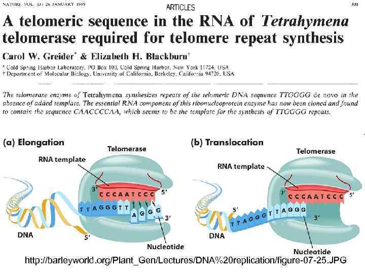 http: //barleyworld. org/Plant_Gen/Lectures/DNA%20 replication/figure-07 -25. JPG 