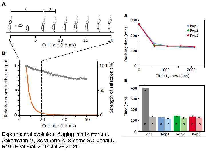 Experimental evolution of aging in a bacterium. Ackermann M, Schauerte A, Stearns SC, Jenal