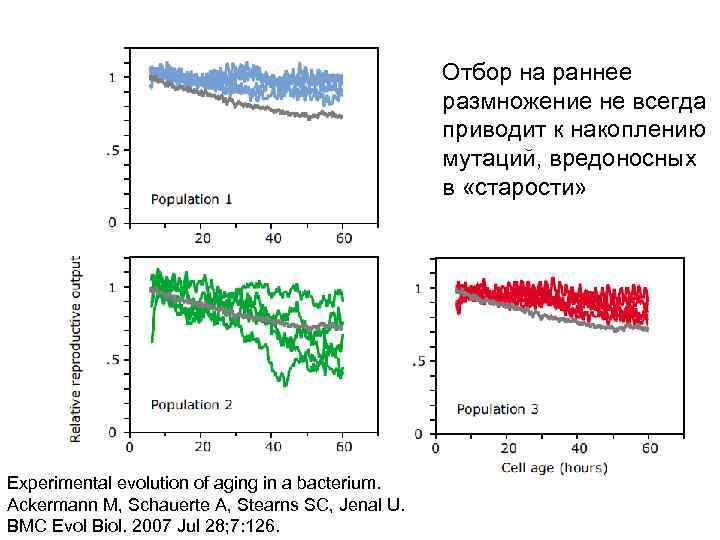 Отбор на раннее размножение не всегда приводит к накоплению мутаций, вредоносных в «старости» Experimental