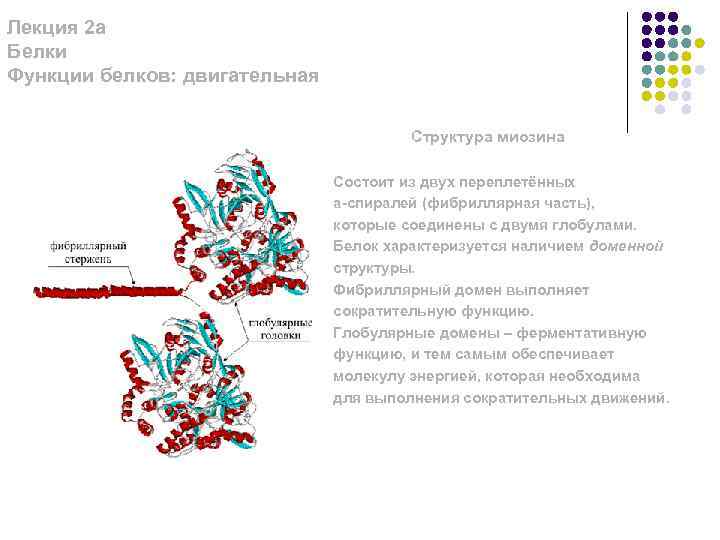 Лекция 2 а Белки Функции белков: двигательная Структура миозина Состоит из двух переплетённых a-спиралей