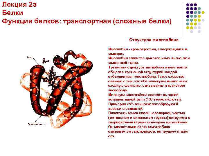 Белок 1. Миоглобин структура белка. Третичная структура миоглобина. Химические свойства третичной структуры белка. Миоглобин функция белка.