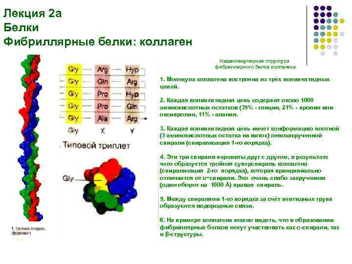 Коллаген фибриллярный белок