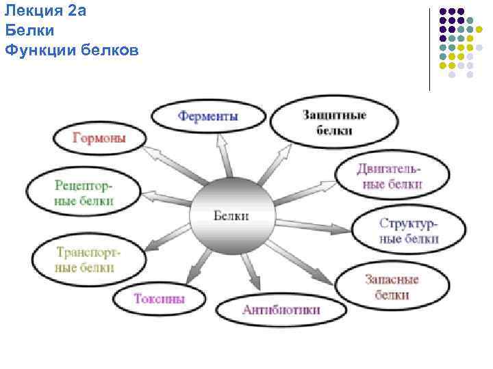 Лекция 2 а Белки Функции белков 