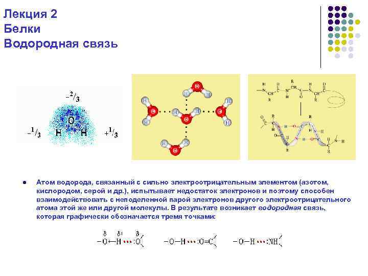 Лекция 2 Белки Водородная связь l Атом водорода, связанный с сильно электроотрицательным элементом (азотом,