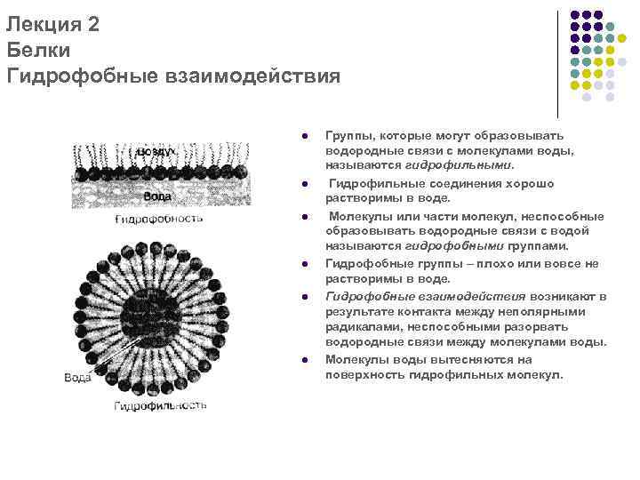 Лекция 2 Белки Гидрофобные взаимодействия l l l Группы, которые могут образовывать водородные связи