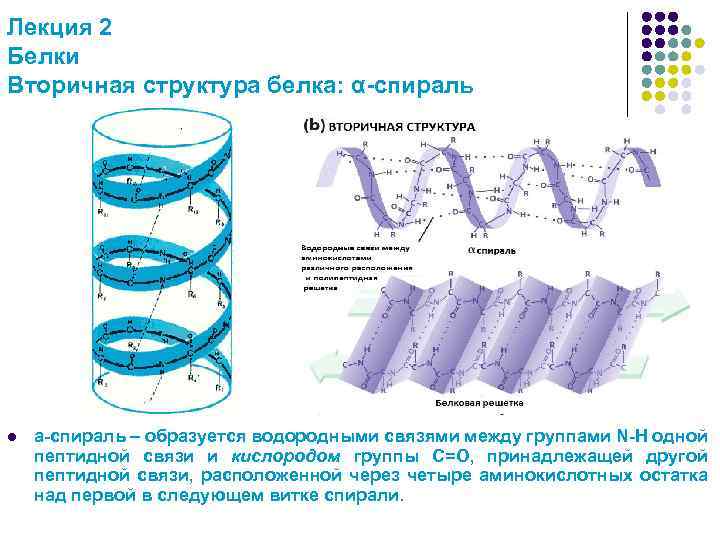 2 структура белков