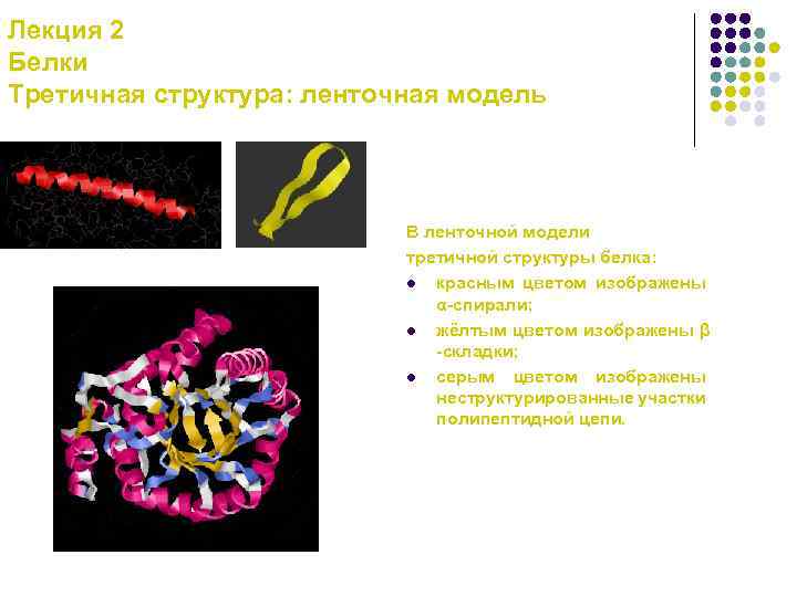 Лекция 2 Белки Третичная структура: ленточная модель В ленточной модели третичной структуры белка: l