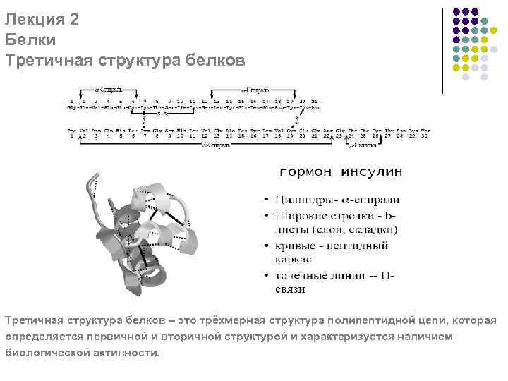 Лекция 2 Белки Третичная структура белков – это трёхмерная структура полипептидной цепи, которая определяется