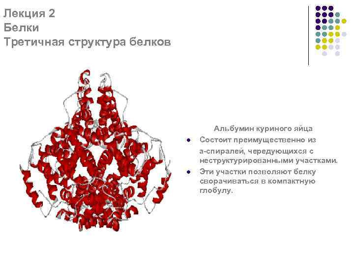 Лекция 2 Белки Третичная структура белков l l Альбумин куриного яйца Состоит преимущественно из