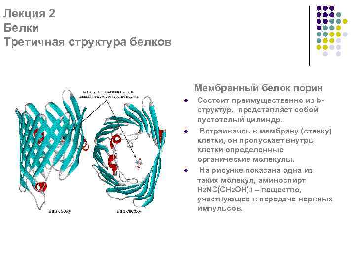 Лекция 2 Белки Третичная структура белков Мембранный белок порин l l l Состоит преимущественно