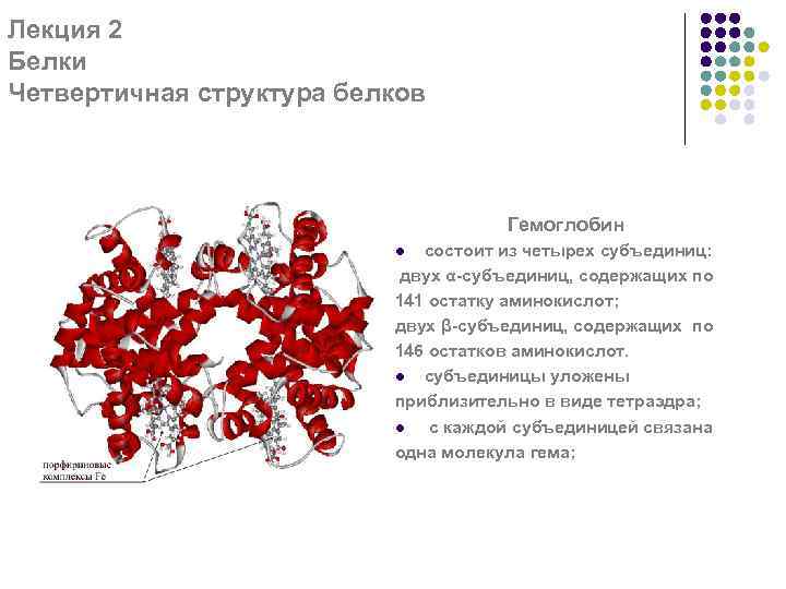 Лекция 2 Белки Четвертичная структура белков Гемоглобин состоит из четырех субъединиц: двух α-субъединиц, содержащих