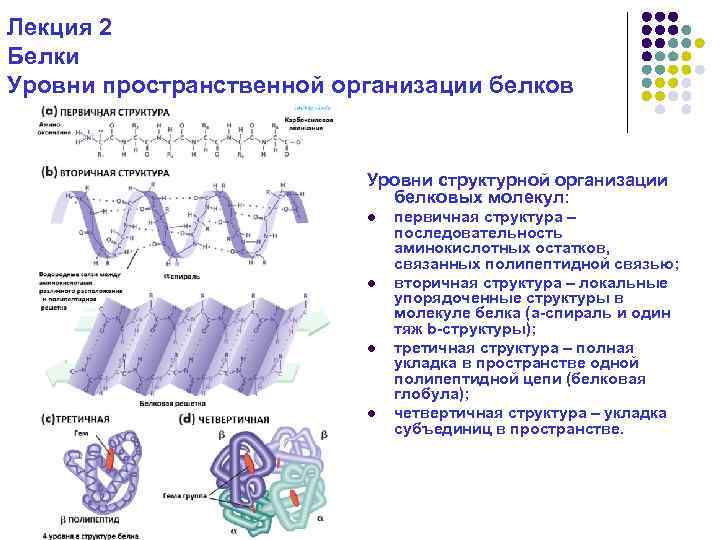 Уровни организации белков