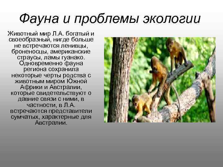 Фауна и проблемы экологии Животный мир Л. А. богатый и своеобразный, нигде больше не