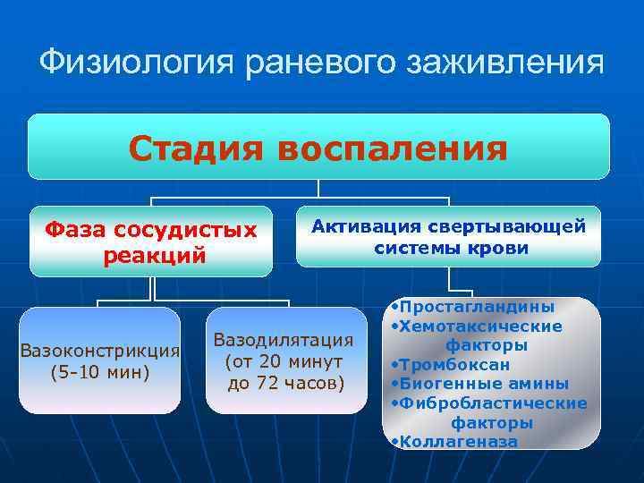 Стадии заживления раны. Воспалительная фаза заживления. Этапы раневой контракции. Физиология раневого процесса. Стадии развития раневой инфекции.